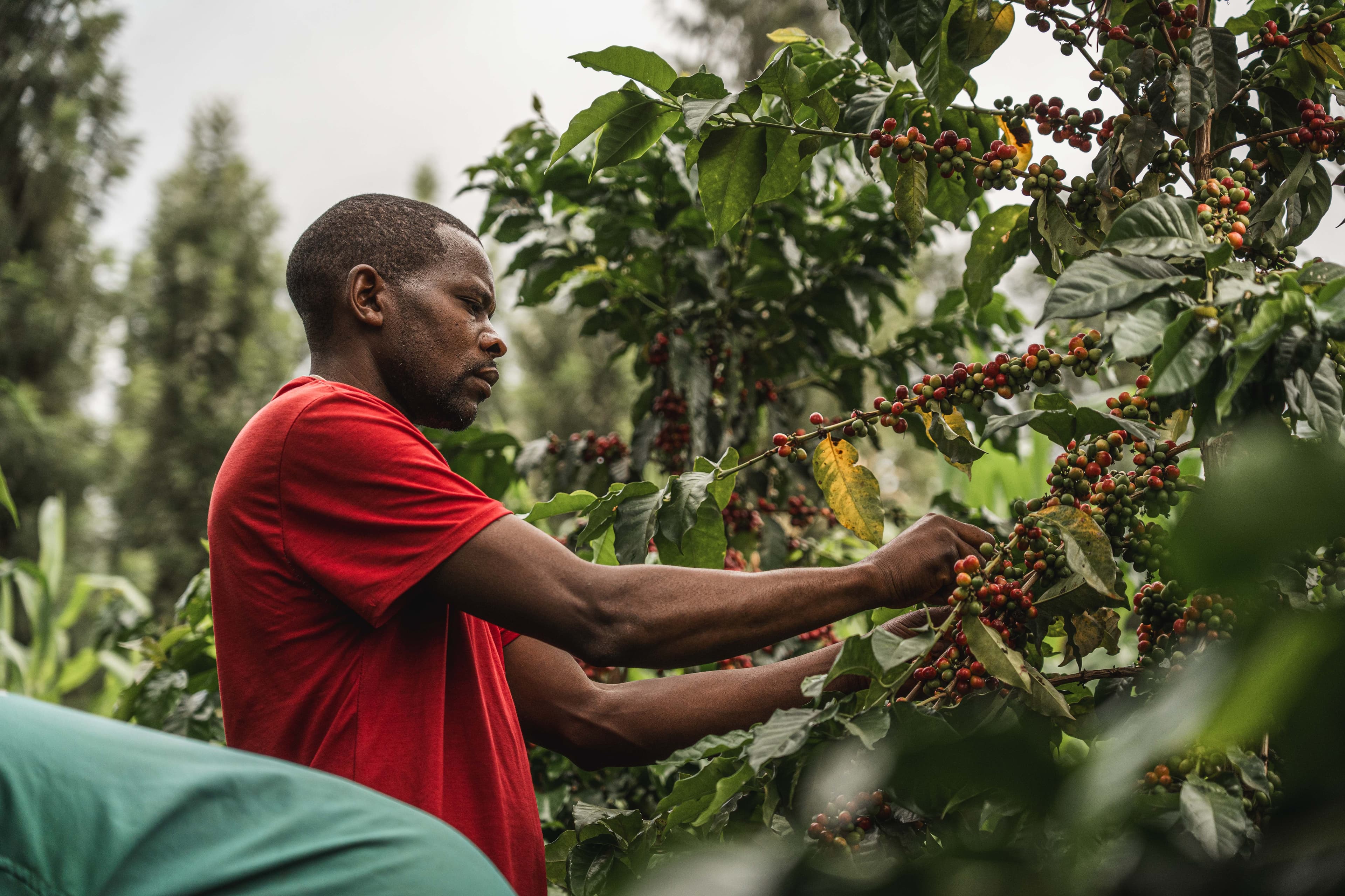Coffee farmer at work