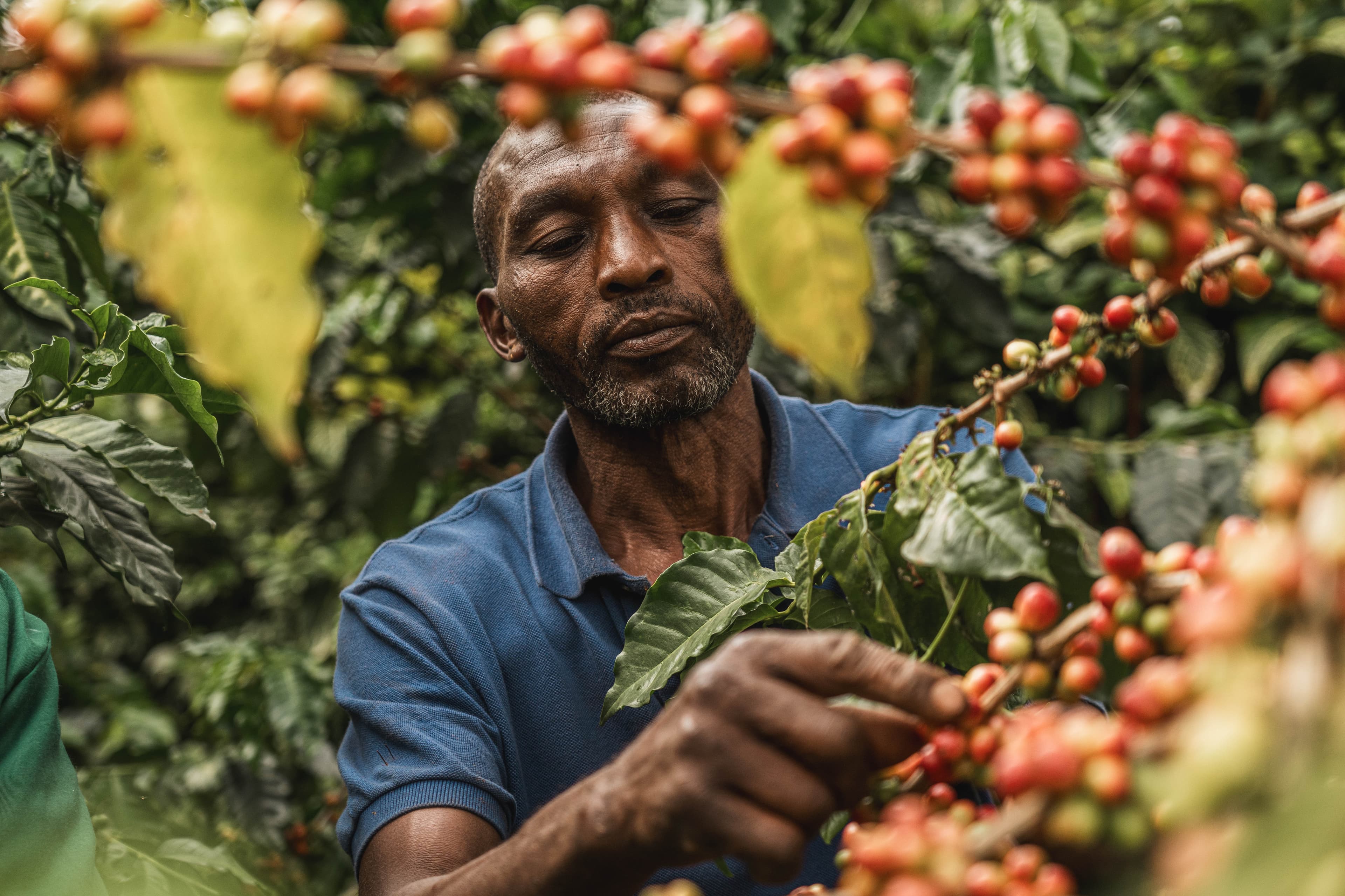 Coffee farmer harvesting