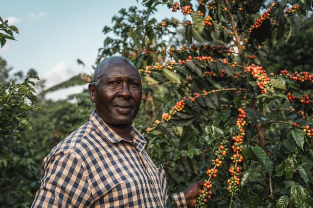 Coffee Cherries