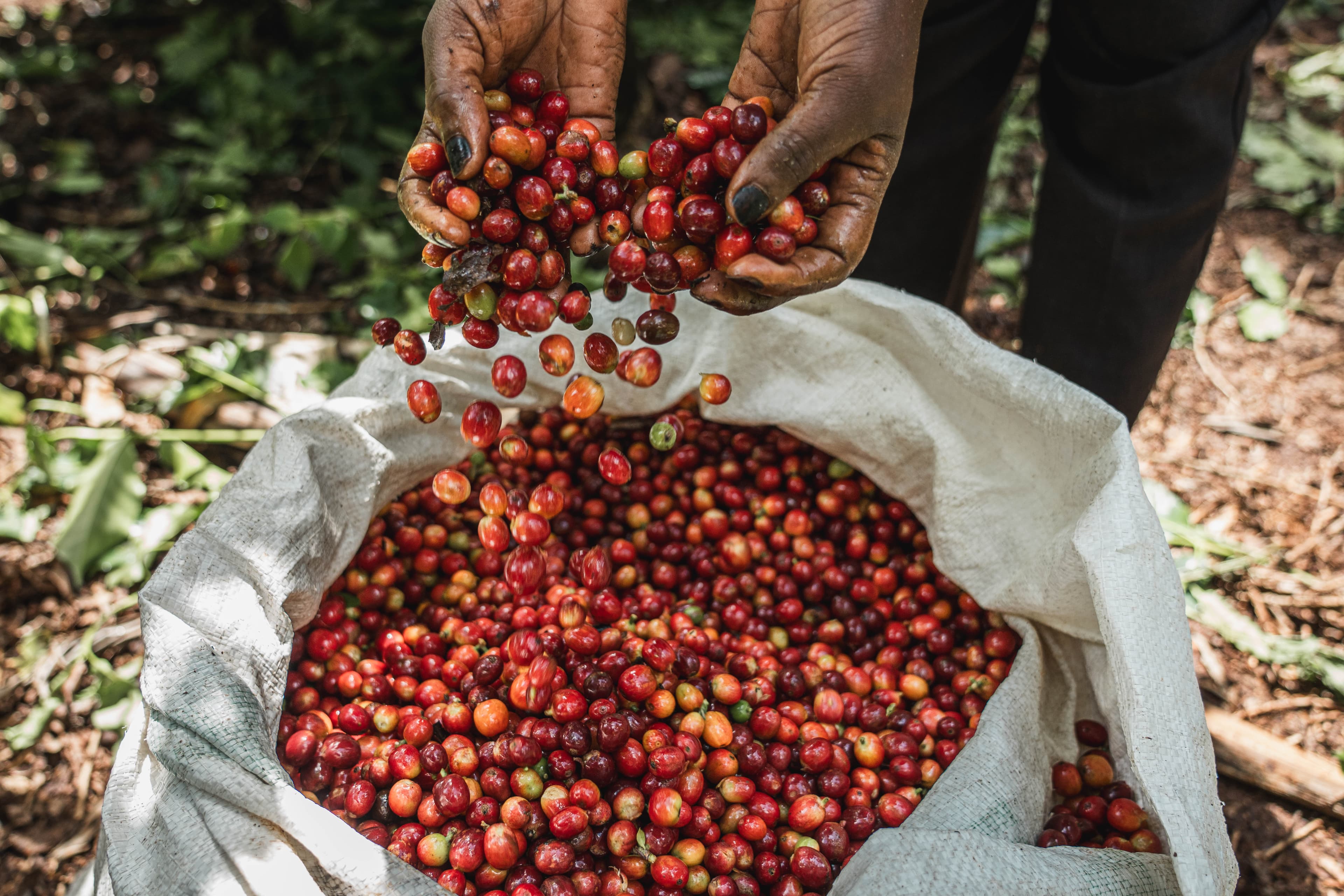 Fresh coffee cherries