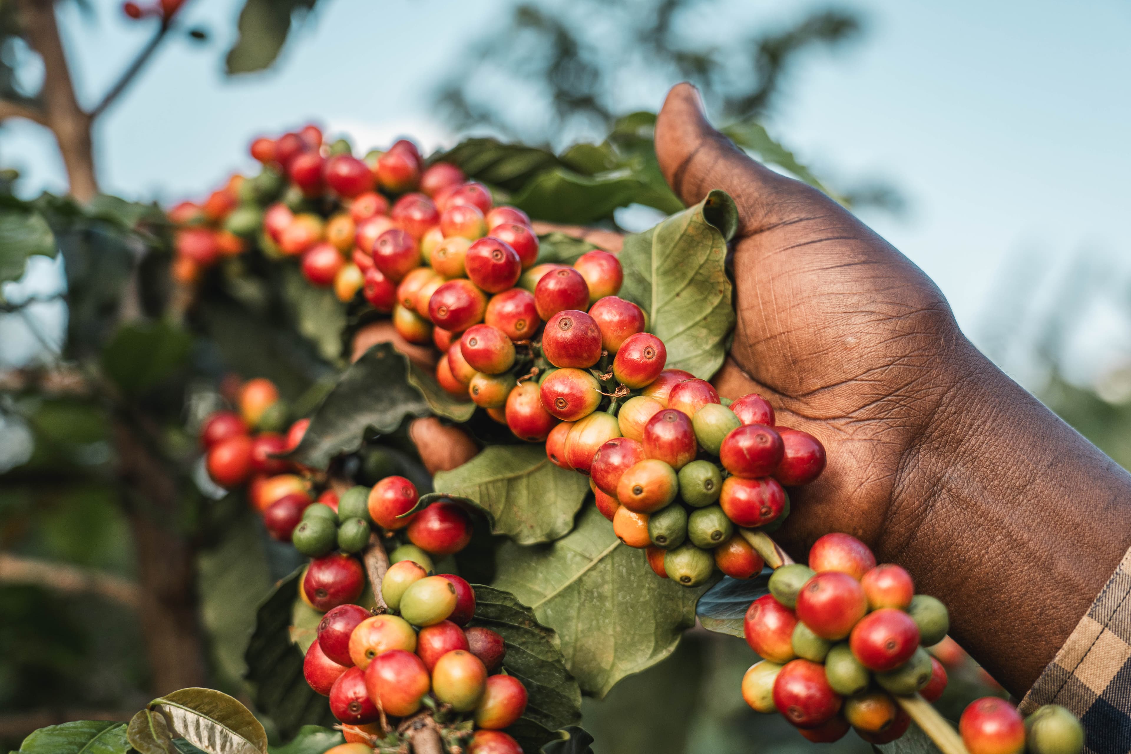 Coffee cherries and mill processing