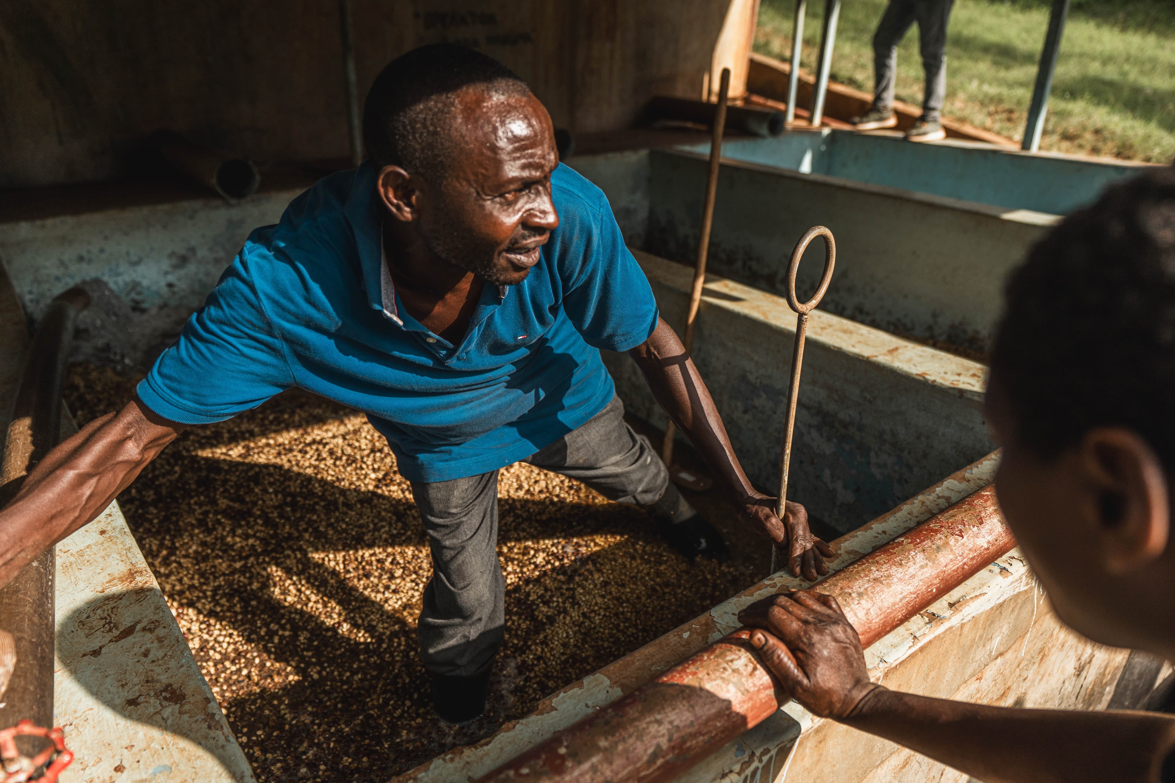 Coffee processing mill